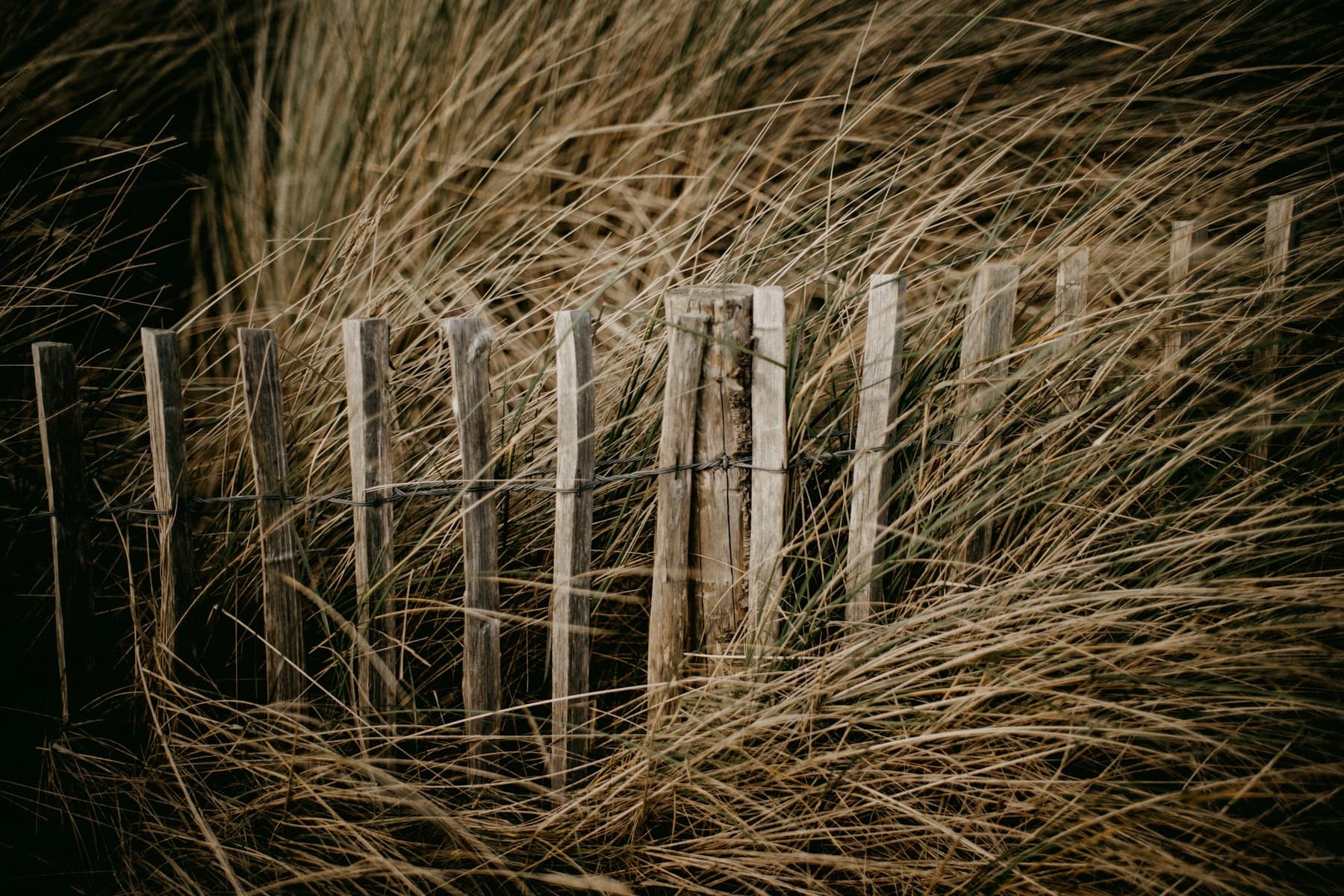 Dune grass and a weathered wood fence at dusk